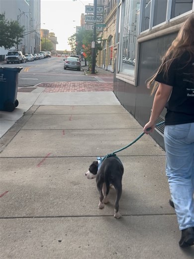 Animal Charity of Ohio on Reels | Facebook