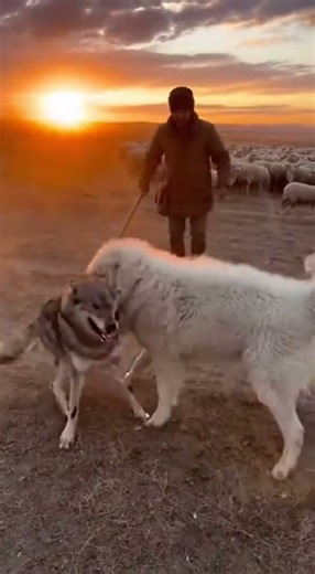 South Russian Ovcharka: Guardian of the Ukrainian Steppes