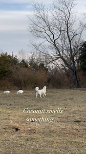 Livestock Guardian Dogs are simply amazing. I prefer a mountain breed because they can smell a threat farther away and give off a warning bark. Distance they can smell depends on so many things. I was out in the field the other day and saw Coconut sniffing. It got me thinking and then Bug came up to do some sniffs too. So cute! #familyfarm #farm #family #homestead #homesteading #lgd #livestock #livestockguardiandog #greatpyrenees #freerange #homeschool #farmhouse #barnbuild #organic #holistic #p