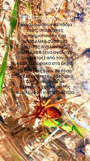 Για να ισιώσουν τα πόδια τους, οι αράχνες χρησιμοποιούν ένα υδραυλικό σύστημα πίεσης, αντλώντας αιμολέμφο (ένα ανάλογο αίματος) από τον κεφαλοθώρακα στα άκρα.και Οι αράχνες είναι σε θέση να ελέγχουν τον καρδιακό τους ρυθμό για να ελέγχουν την πίεση της αιμολέμφου για περπάτημα ή άλμα.#nature #animal #facts #fact #spider