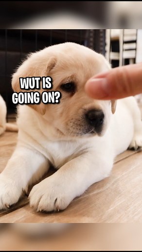 33K views · 3.1K reactions | BOOP BOOP BOOP!! 殺 #lifewithlabradors #puppy #pets #doglover | Life With Labradors | Facebook