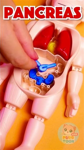 🧩 Dive into the World of Body Organs! 🌟 Fun Learning Adventure!