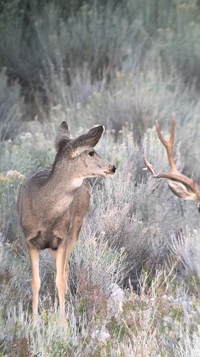 The mule deer rut is one of the most dynamic and captivating periods in the wildlife calendar. As late fall settles in, daylight shortens, and temperatures drop, bucks shift from predictable patterns to a restless, single-minded focus on finding and tending does. You’ll see them cruising, sparring with rivals, and covering country they’d normally avoid. With swollen necks and caution thrown to the wind, their movements push longer into daylight as hormones peak. #muledeer #muledeerrut #muledeerh