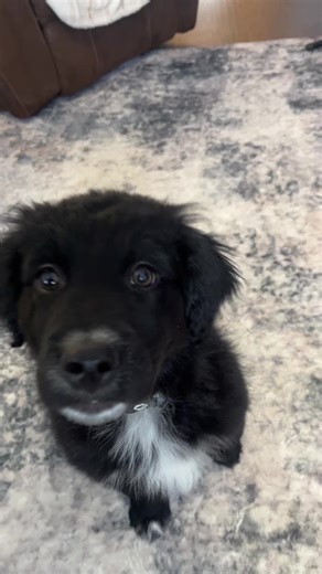 Baby Marlin 🤭💕 #puppytiktok #dogsoftiktok #tricks #fyp #cute