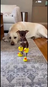 A noisy chihuahua in squeaky duck shoes test a la #dog #babydog #crazymoments | PrimeRestore AUTO