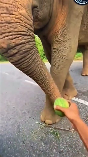 amazing elephant viral video 🤣 #funny #funnyvideo