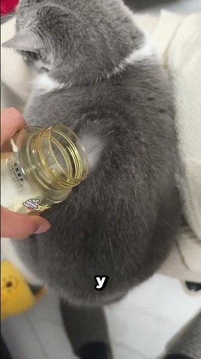 Why does this cat's fur react to water like this?