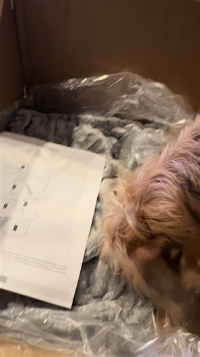 Discovering the Joy of Cats: Persian and Maine Coon Mixes