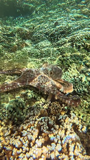 captainbob's picnicsail on Instagram: "The master of disguise : Octopus use their brains to control skin muscles and cells for instant, seamless camouflage. It's like a Ninja🥷🏻✨ ・ ・ ・ #hawaii #oahu #captainbobspicnicsail #octopus #ninja"
