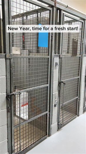 ✨ New year, fresh start! ✨ Every year we spend this time making resolutions, so why not help someone else make theirs too? 🐾 Some of our shelter animals are shy at first, quietly watching from their kennels. Others are full of energy, ready to play and explore. Some just want a warm lap to curl up in and a gentle hand to pet them. Each one has their own personality, their own story, and their own hope for a fresh start. All they need is a loving home and a chance to begin their next chapter. Co