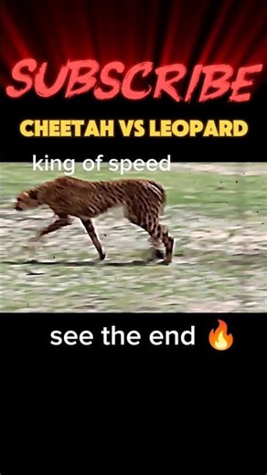 Cheetah vs Leopard#trending #animals #wildlife