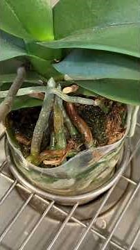Orchid watering crash course