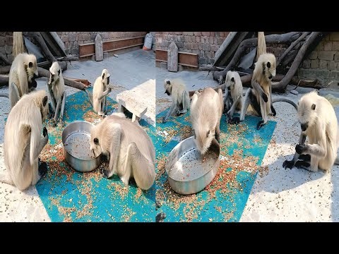 Bandar mama || bandar mama pahan pajama || bandar ka khel || bandar comedy Video