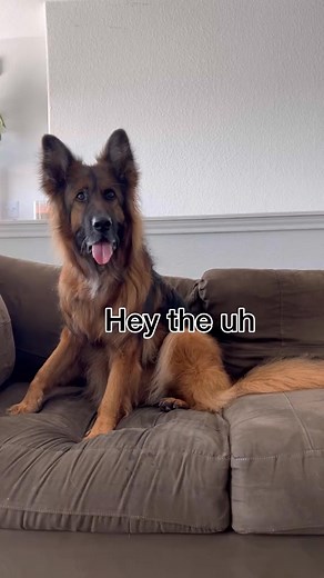 68K views · 1.9K reactions | Derek doesn’t understand baseball  Banks | Grizzly Bane | Facebook