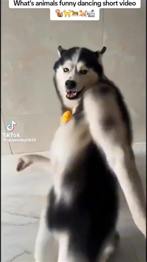 Funny Animal Dancing Compilation