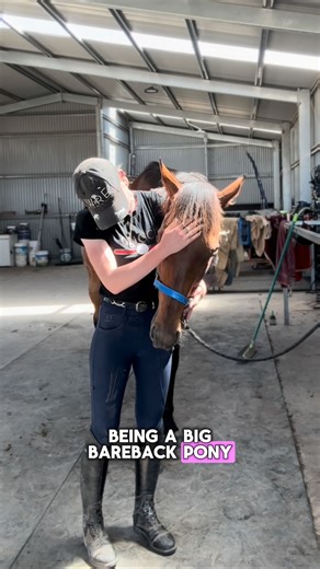 “Mathew (NZ)” (Mathew) having his first go bareback today 😱🤩! I cannot stress ENOUGH he couldn’t be more faultless.. don’t get me wrong I absolutely adore having him around and sitting on him! But he is BEYOND ready to find his person! Unfortunately when they are quiet, well mannered and ready to go- they very sadly so have to fly the nest so I can have the room and ability for another ex racehorse to enter my care and training! ✨ Looking for a new home! ✨ Introduction video➡️ https://www.face