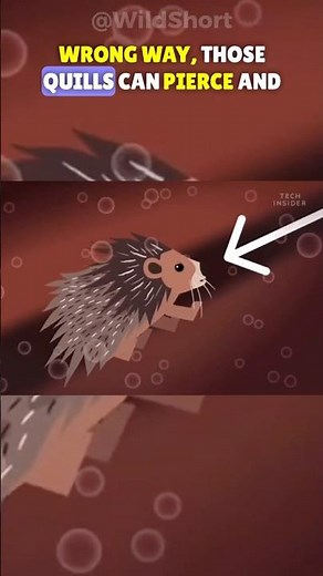 The Most Painful Animal Births!🦔🩸