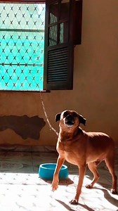 1.3M views · 34K reactions | Woman finds a dog chained to a wall and convinces his owner to give him a better life  | The Dodo | Facebook