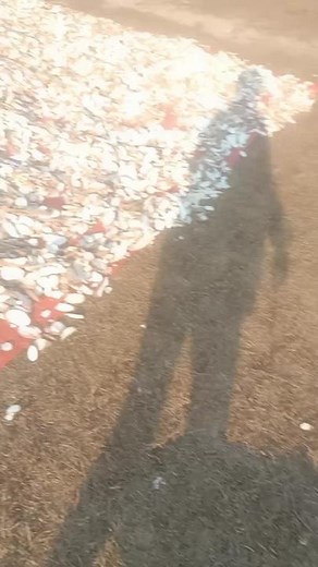 Exploring Nature's Shell Collection in a Scenic Landscape