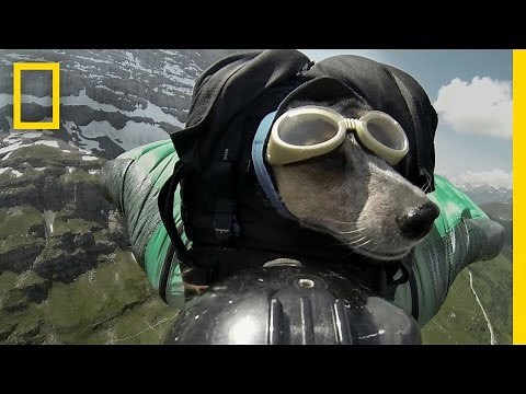 Dean Potter BASE Jumps With His Dog | National Geographic