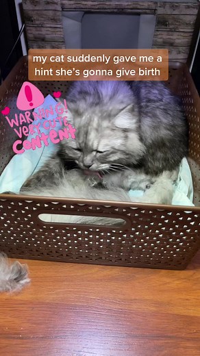 GOOD JOB PEPPER! 4 HEALTHY BABIES🖤#fypシ #viralvideo #foryoupage #catsoftiktok #catlovers #cat #cats #CAT #catlove #catlove #catlover #catbirth