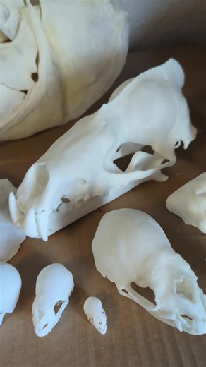 Hey guys this is just a general video to see what you guys think of replicas. As always I basically have endless ideas for this. I have to figure out what will be most popular though as I need to do this for extra income.......I need a real life 😂 which sadly requires more money than I have access to. 100% ethical skull 😜. Also vegan? 🤔. Made from plant based resin. #skullreplicas #skull #skulls #skullcollecting #vultureculture #odditiesandcuriosities #sabertooth #trex #dinosaur #skullsoftikt