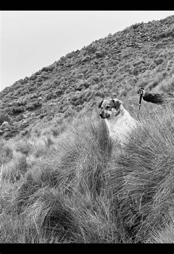 Estos guías y su paga 🐶⛰️ #montaña #fyp #guiamontaña #malinche | La Malinche