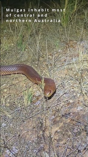 Highly Venomous Mulga Snake (Pseudechis australis)