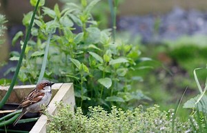 Repousser les oiseaux du potager : nos astuces - Gamm vert