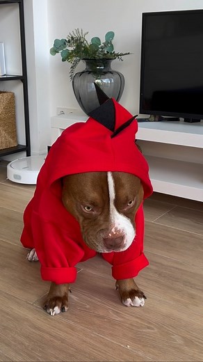 18K views · 71K reactions | Dino morning routine 冀 #americanbully #bully #bullybreed #asmr #dogasmr #dogcare #doglover #cutedog #asmrdog | Chocodogger | Facebook