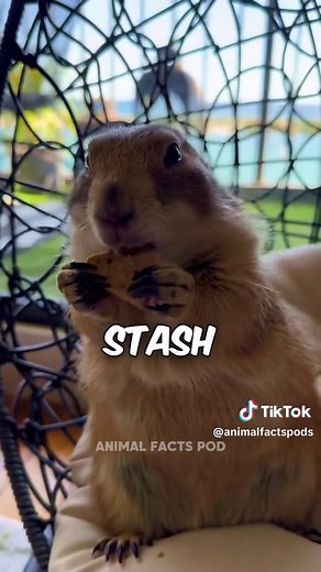 Meet The Prairie Dog: Masters of the Grasslands