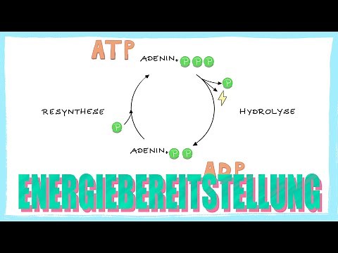 Energiebereitstellung | ATP Adenosintriphosphat Resynthese | Einstieg