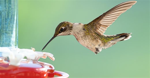Great Backyard Bird Count is underway in western Pennsylvania