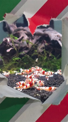 Wrapping paper trend with SHRIMP ❤️🦐 #shrimp #trending #christmas #wrapping #caridina | The Garden Of Eder