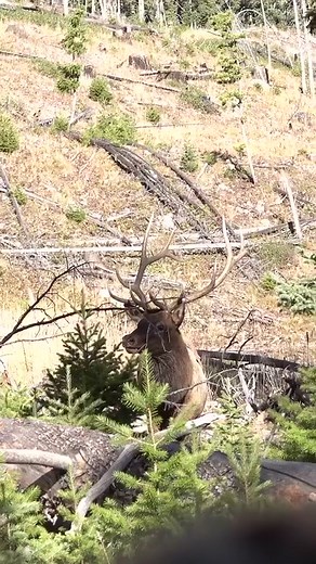 What’s the most amazing thing elk experience of your life? #elk #elkhunting #elkcountry #elkseason #elksheds #elkbugle #elkbugling #archeryhunting #archeryseason #bowseason #bornandraisedoutdoors | Born And Raised Outdoors