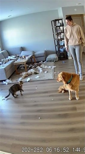 Cat snitches on guilty dog 2!