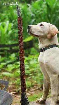 The most down-to-earth cooking action film of rural people大侠和狗居然这样对付小龙虾