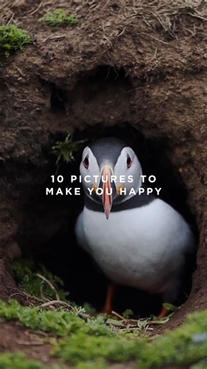 Truly iconic, the Atlantic puffin is a highly specialized marine bird that spends most of its life out on the high seas! They return in large numbers to breed, forming huge colonies along rocky shorelines, in tussocky hillsides, and on steep sea cliffs throughout the Arctic and parts of Northern Europe and North America. They usually return to the same burrows to breed and raise chicks each year and are mostly monogamous! Here are ten photos to make you happy, featuring the cute Atlantic puffin!