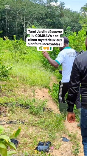 🌿 Le citron combava, aussi appelé citron kaffir, est un fruit rare et mystérieux. Il n’est pas seulement utilisé pour relever le goût des plats, mais il est aussi reconnu pour ses propriétés médicinales exceptionnelles : 🌱 Favorise la digestion 💚 Détoxifie l’organisme 🛡️ Renforce le système immunitaire ✨ Utilisé en cosmétique naturelle pour la peau et les cheveux Chez Pépinière-Ivoire, nous mettons à votre disposition ce trésor tropical pour vos projets agricoles ou pour votre consommation p