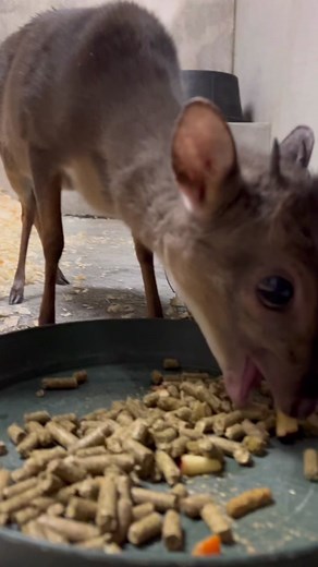 New animal alert! Opal is a Blue Duiker, the smallest of all duiker species and is found in central, southern and eastern parts of Africa. She just turned one year old in November, but likely reached her full adult size around 6 months old and only weighs 6.9 pounds! We are hoping to have a male join her in the future for breeding purposes in an effort to preserve this species in zoos. She is currently spending time inside for the cold winter months with the Africa department, but you will be ab