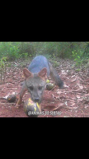 Vida Selvagem no Sertão Brasileiro: Surpresas da Natureza