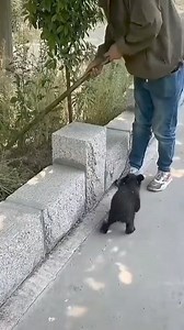 A man and a bear: An unexpected friendship #bear #animals #foryou #friendship | Viral News Today