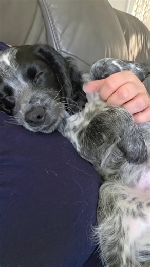 Cocker Spaniel Snuggles and Playful Moments
