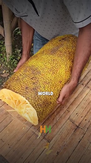 A fruit bigger than a child | Cooking Food