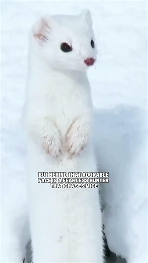 The cutest thing in the snow might be the deadliest! 😬 #ermine #nature #wildanimals