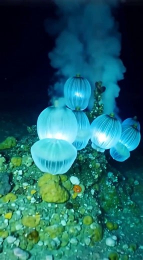 The Strange Truth About the Ocean: Secrets Hiding Under the Waves