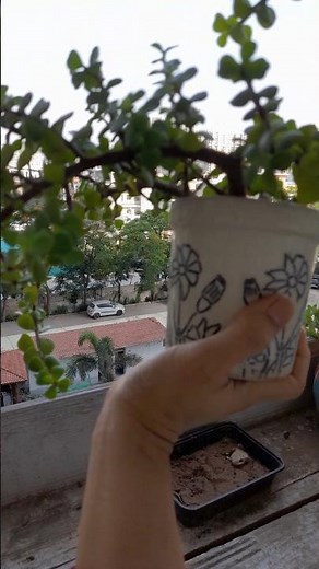 Small Pot, Big Jade Plant! 🌱 Easy Indoor Gardening Tips