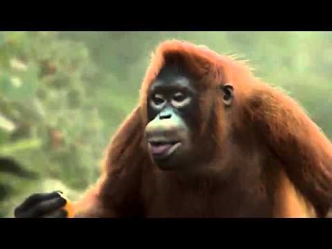 Le singe qui danse 😂