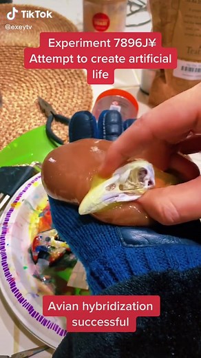 SCP-999 Real Life Footage and Avian Hybridization Experiment