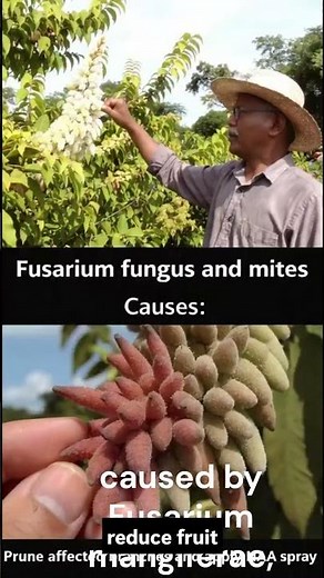 Mango Malformation Disease (MMD) Explained Malformation #mango #mangoes #malformationin mango